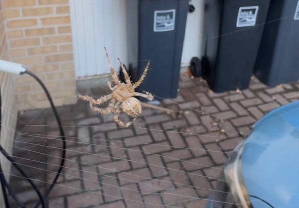 10 pointless facts about me